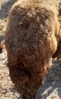 پشم گوسفند قزل حدود ۲۰ کیلو
