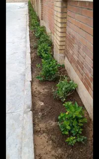 باغبانی، پابیل ، حرس درختان، پاکسازی باغچه،