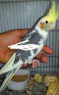 عروس هلندی