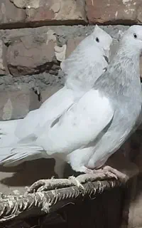 کفتر کله