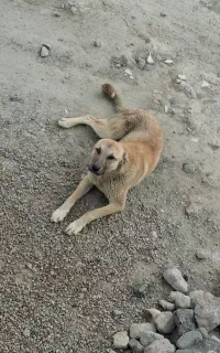 توله نر دورگه