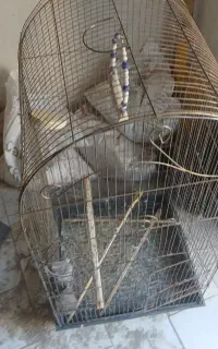 قفس پرنده