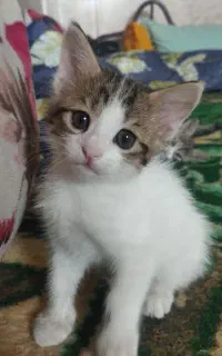 واگذاری گربه