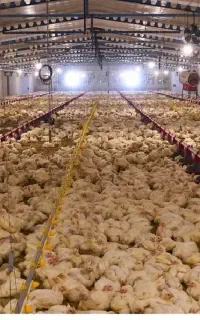 استخدام کارگر مرغداری گوشتی در شاهین دژ