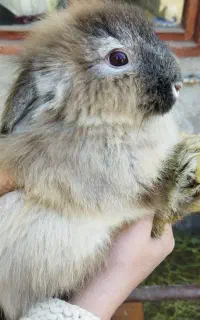 خرگوش لپ وخروس امپراطور