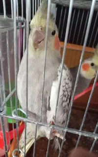 پرن
