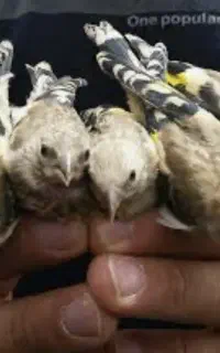 جوجه سهره