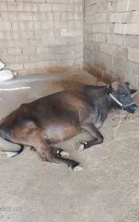 گاو