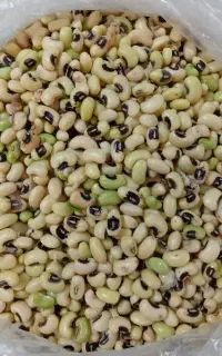 لوبیا چشم بلبلی