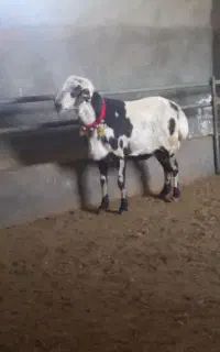 قوچ پلنگی