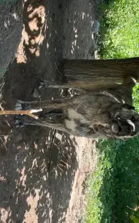 سگ گله