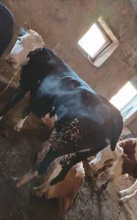 گاو