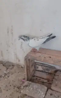 ماده باش سپه