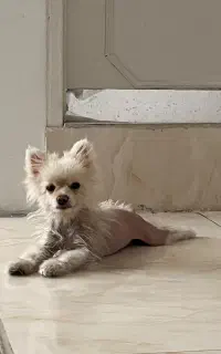 گمشده