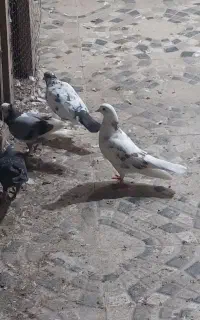کبوتر ها همه باهم به فروش می‌رسد