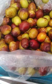 عناب تازه درشت فقط عمده