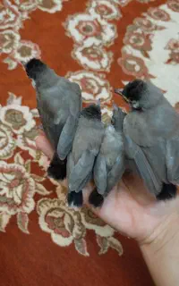 قفس