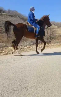 مادیان‌کرد‌