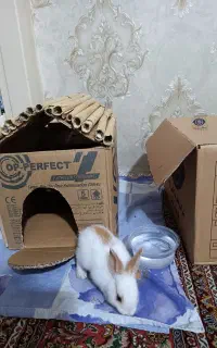 خرگوش