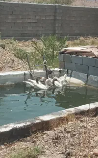 غاز حاجی آباد