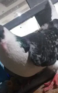 کبوتر شامی و سینه ای و شیر ارزی