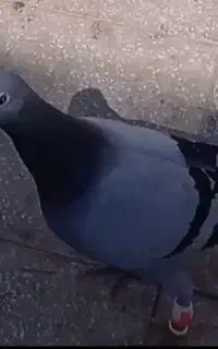کبوتر پرشی
