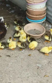 اردک وبچه اردک اسراییلی