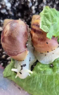 حلزون آچاتینا