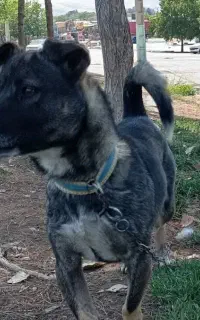 سگ پاکوتاه