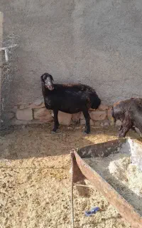 میش وگوسفند