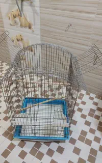 قفس