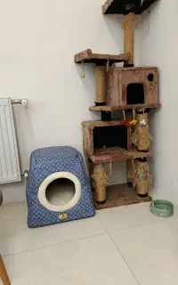 واگذاری گربه