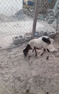 بره کوچک ماده
