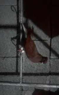 پرنده