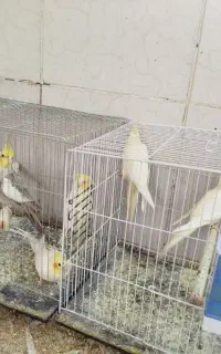 عروس هلندی