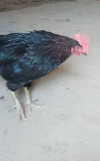 خروس