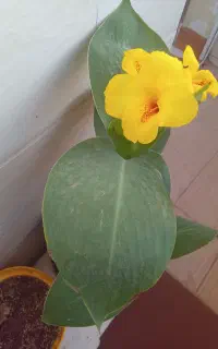 گلهای آپارتمانی