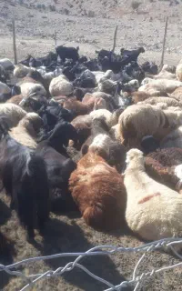 تعدادی بره وکهره فروشی