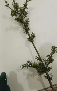 درختچه مصنوعی  انار