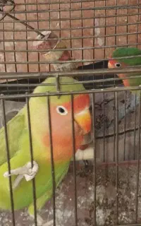 طوطی جنسیت نروماده خورنگ همراه قفس قزوین