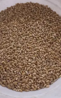 گندم مهرگان بذری پاک تمیز یک تون دارن برا فروش