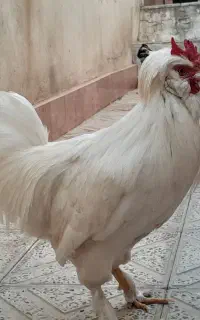 خروس اصیل سلطان