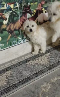 پاپی خونگی