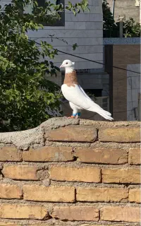 طوقی زرد بی عیب