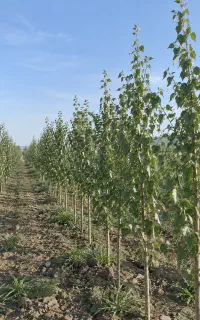 صنوبر سریع الرشد با ارزش چوبی بالا در شهر کرد