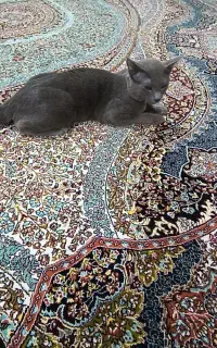 گربه راشن بلو