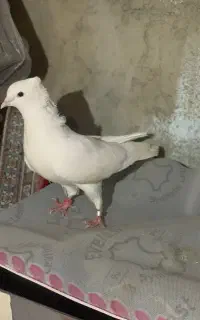 پرنده کبوتر