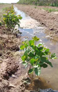 پیوند باغات پسته