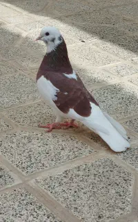 کبوتر