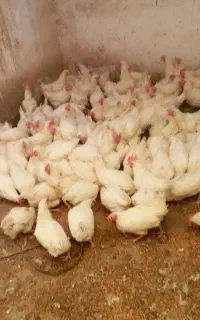 مرغ هلندی